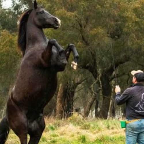 Horse production scene